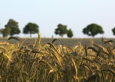 Wheat field at sunset