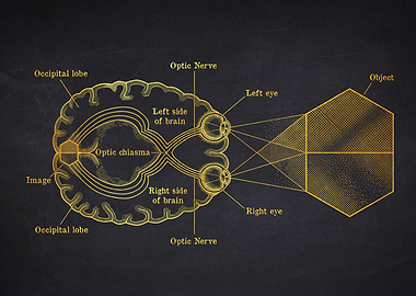 Diagram of the Human Visual System