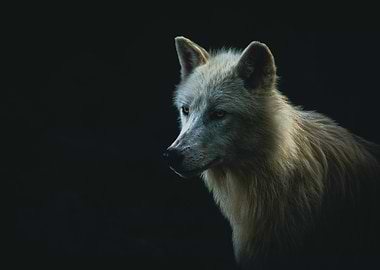 white wolf