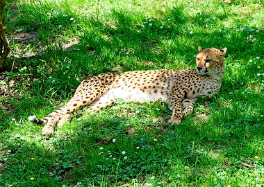 Cheetah resting in green grass