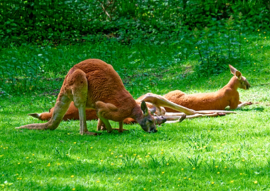 Kangaroos resting in a grassy field