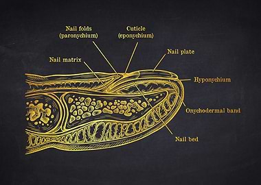 Anatomy of a Fingernail