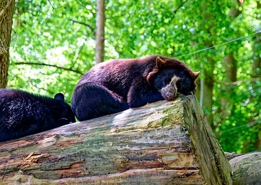 Two Bears Sleeping on a Log