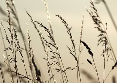 Close-up of dry grass stalks