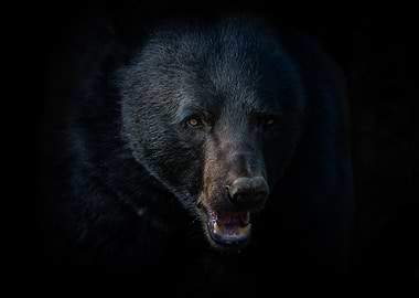 Close-up of a Black Bear