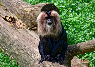 Lion-tailed Macaque on a Log