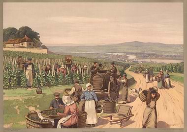 Vineyard harvest with distant city view