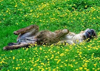 Hyena rolling in a field of flowers