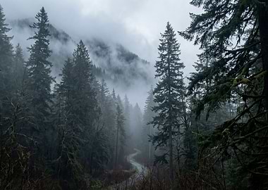 Misty Forest Road