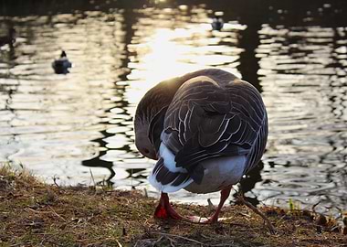 Goose preening by the water