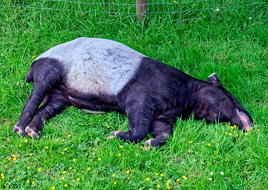 Tapir Resting in Green Grass