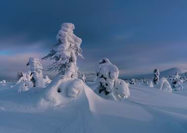 Snow-covered trees in a winter landscape