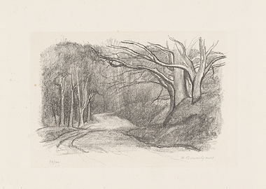 Forest Path with Bare Trees