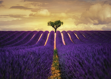 Lavender Field with Lone Tree