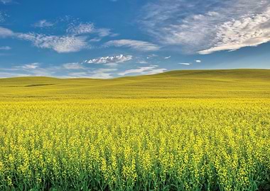 Vast Yellow Field Under Blue Sky