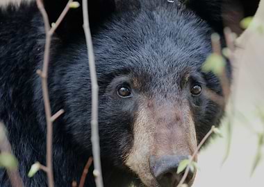 Close-up of a black bear's face