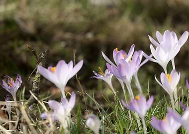 Purple and white crocuses in grass