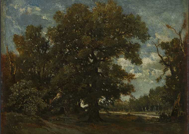 Majestic Oak Tree in a Forest Clearing