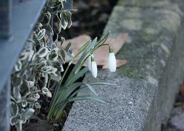Delicate Snowdrops Bloom by a Curb