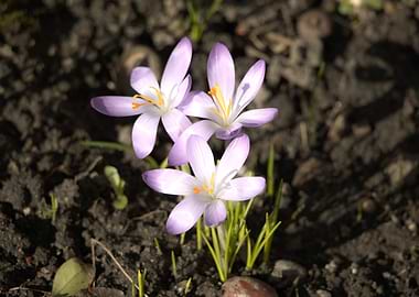 Three Purple Crocus Flowers Blooming