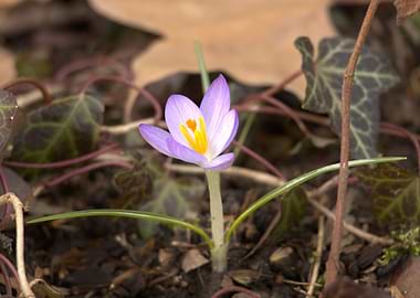 Single purple crocus flower blooming