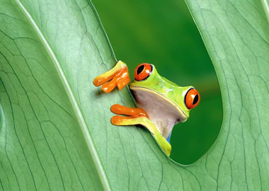 Red-eyed tree frog peeking from a leaf
