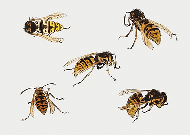 Watercolor Painting of Wasps