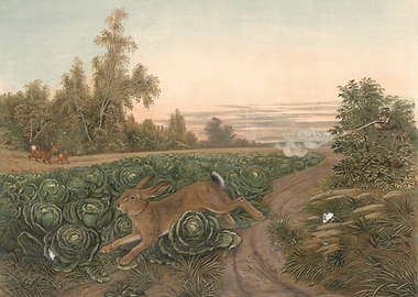 Hunter shoots at rabbit in cabbage field