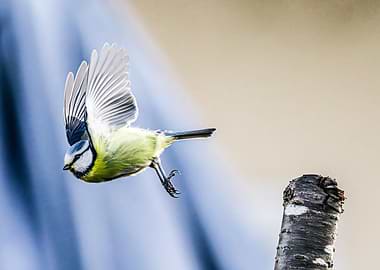 Blue Tit in Flight
