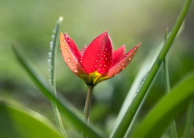 Red Tulip with Dewdrops