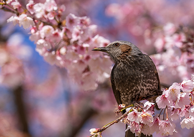 Bird on a Cherry Blossom Branch in Tokyo