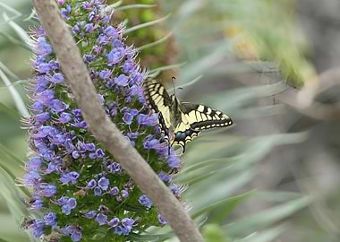 Butterfly on a purple flower