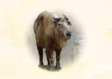 Takin standing in a field