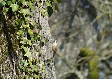 Nuthatch on a Tree Trunk