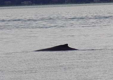 Whale surfacing in calm water