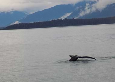 Whale tail diving into water
