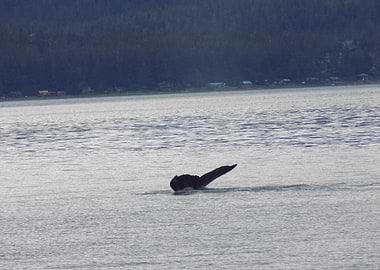 Whale tail diving into water
