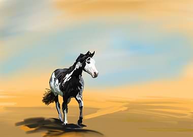 Horses Arabian