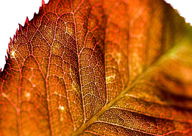 Close-up of Autumn Leaf Veins