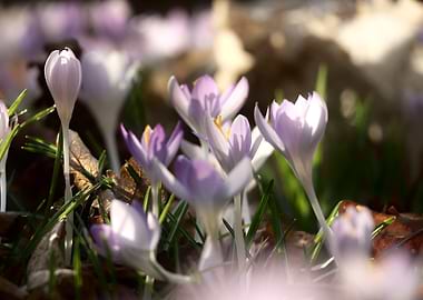 Delicate Crocus Flowers in Spring