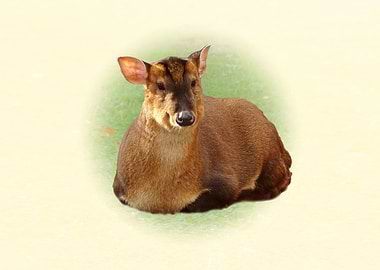 Muntjac Deer Lying Down