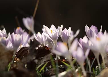 Delicate purple crocuses bloom in spring
