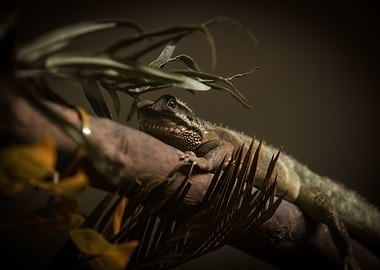 Lizard's Perch