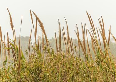 Tall Grass in Foggy Landscape