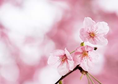 Delicate Pink Cherry Blossoms