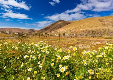 Wildflowers in a Mountainous Landscape, Canary Islands