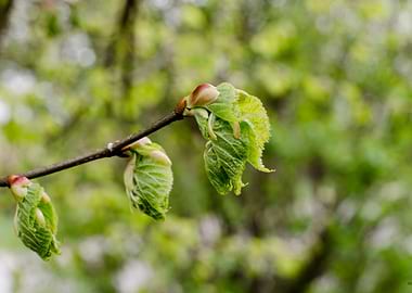 New Spring Leaves Unfurling on a Branch