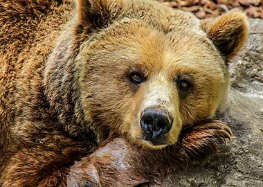 Close-up of a Brown Bear's Face