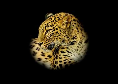 Leopard Portrait on Black Background