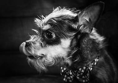 The Dapper Gentleman